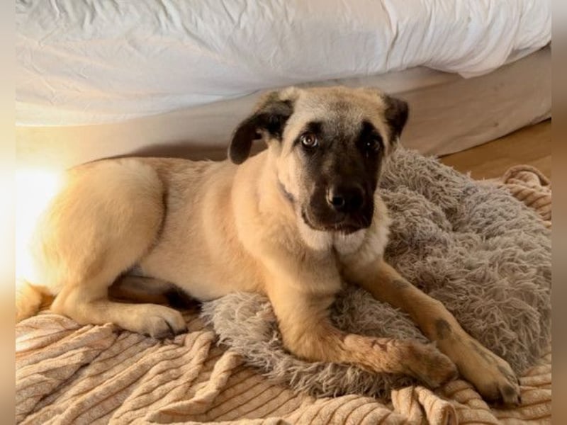 HSH-Mix LULU❤️ lebensfrohes Hundemädchen sucht dringend ein liebevolles Zuhause!