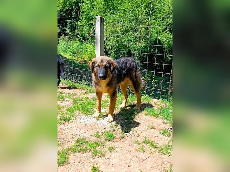 Mix-Bub Manato - ein toller Jungrüde; lieb, sozial, freundlich