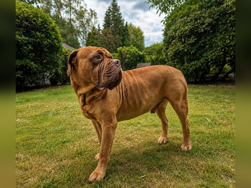 Deckrüde Bordeauxdogge × American Bulldog × Boxer Mix | 3 Jahre | 50 kg | 60 cm Schulterhöhe
