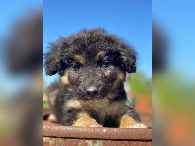 Sirius Black, geb. ca. 12/2023, lebt in GRIECHENLAND, im städt. Tierheim Serres