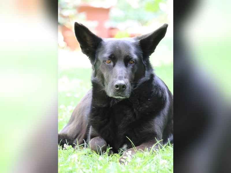 Hündin Elsa sucht ein Zuhause