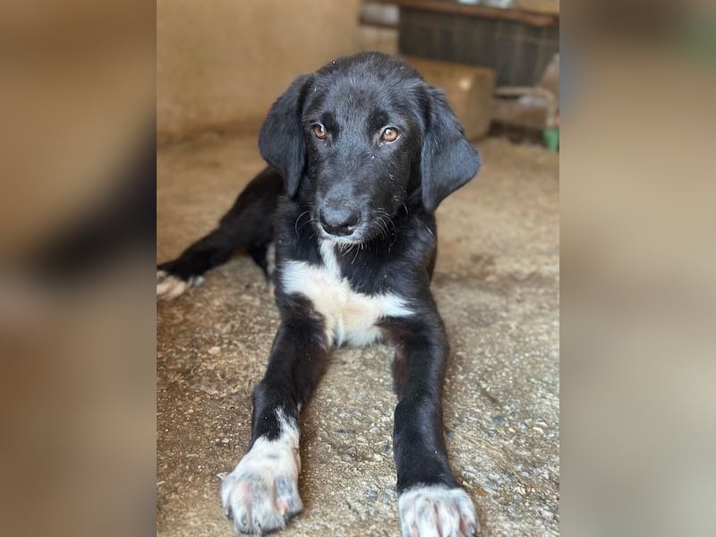 Ilay, geb. ca. 03/2026, lebt in GRIECHENLAND, im städt. Tierheim Serres