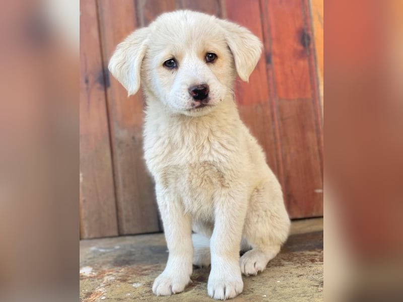 Nacho, geb. ca. 03/2026 , lebt in GRIECHENLAND, auf einer privaten Pflegestelle