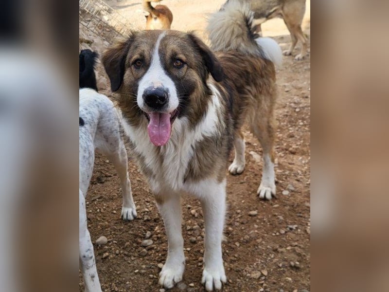 Energiebündel Jonesy - sucht Liebe und Halt