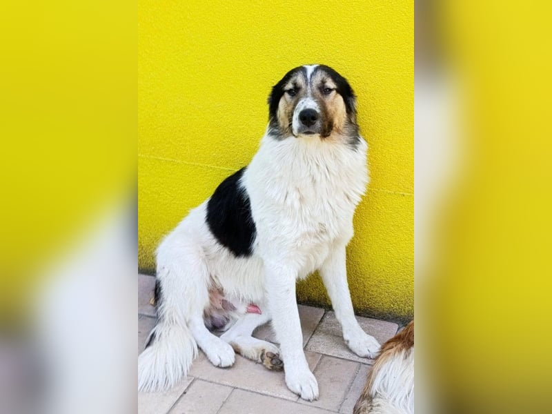Liebster ♥ Lenni ♥ großer freundlicher sozialer Schmuse-Bub