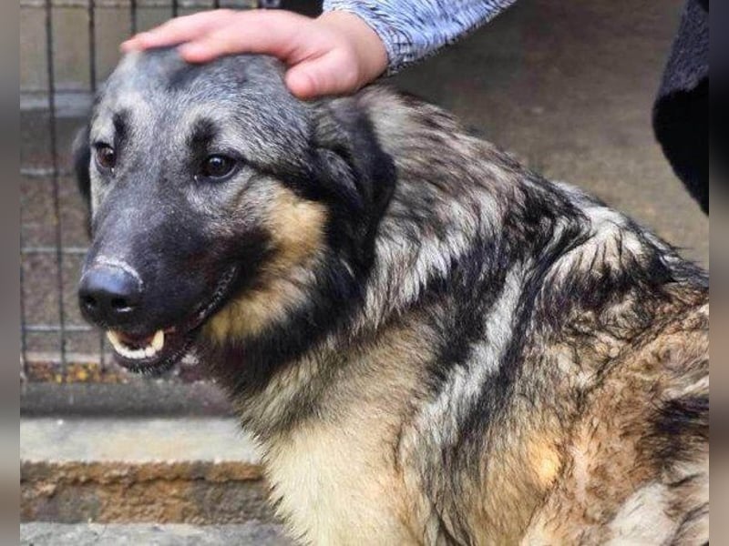 Schenkst du Buster ein tolles Zuhause?