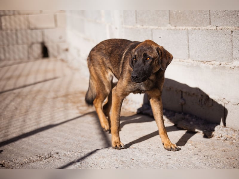 Pico ❤️ junger verschmuster, liebevoller Rüde