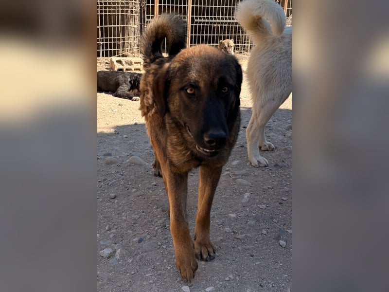 Pico ❤️ junger verschmuster, liebevoller Rüde