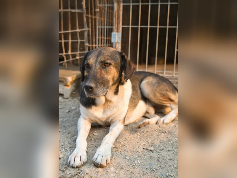 ROBI❤️zauberhafter, lieber Hundejunge - zurückhaltend und sozial