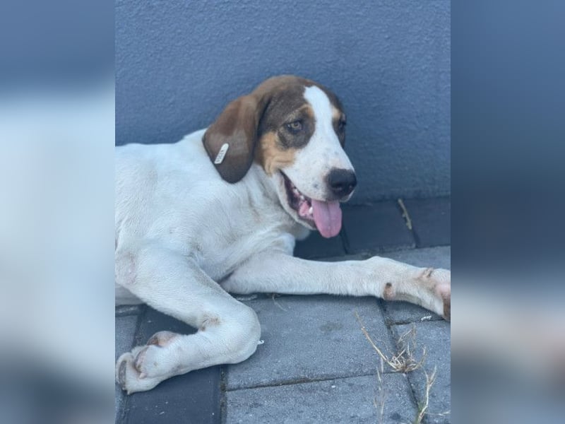 Nala ❤️ aktive, so verschmuste HSH-Mix Hündin