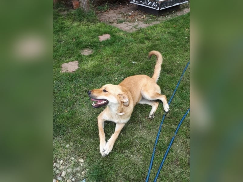 Blondie - Unser Mäuschen sucht eine Familie zum Lieb haben! 