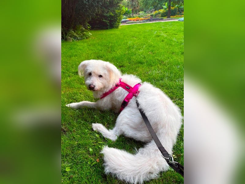 Kluge, freundliche ♥ Lucy ♥ wartet bereits in 22145 Hamburg auf ihren Für-Immer-Familienanschluss