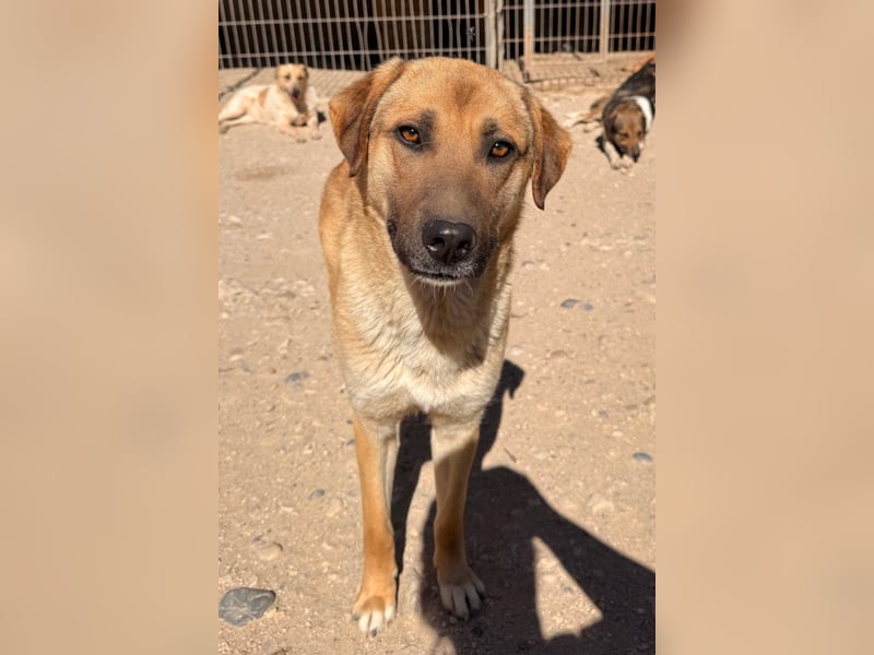 SCHLAUBI❤️smarter, kluger und entzückender Fellnasen-Fratz!