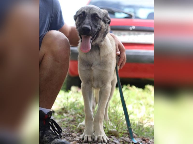 HSH-Mix YOMA❤️fröhlich, aufgeschlossen & katzenverträglich
