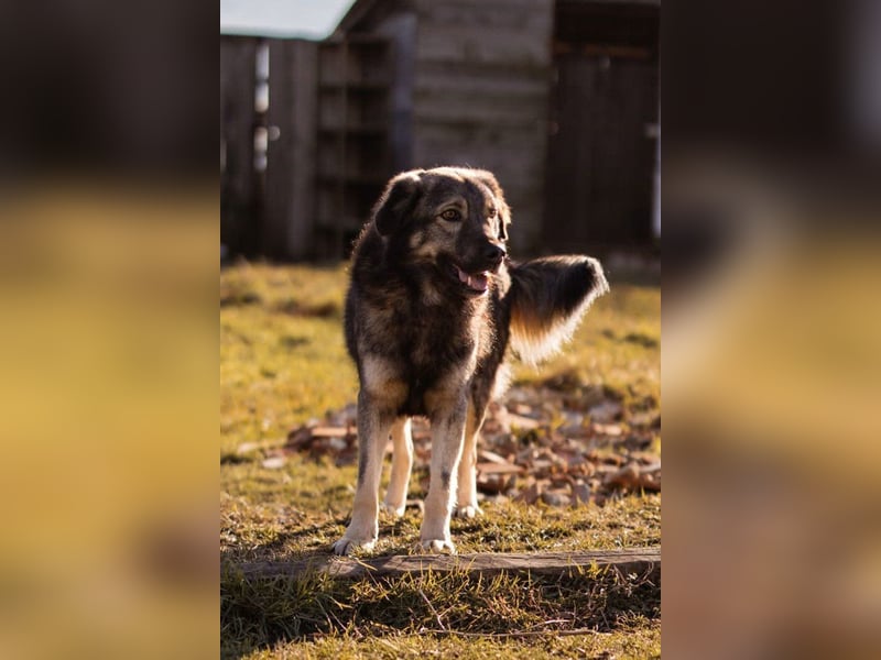 Zauberhafter Zorro- darf er einziehen?❤