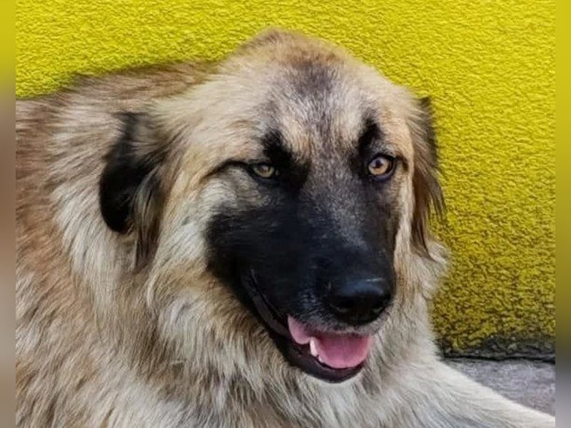 Mix-Hündin ♥ Mandy ♥ ein zauberhaftes, liebes, soziales Wesen