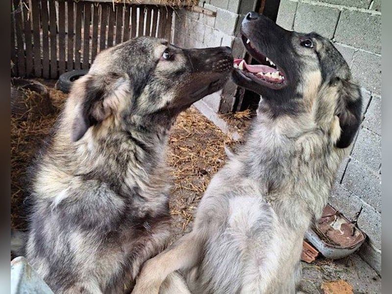 Zauberhafter Zorro- darf er einziehen?❤