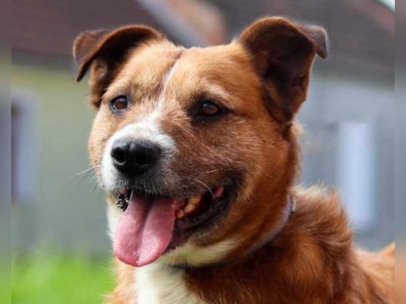 Floki ❤️ freundlich & so menschenbezogen