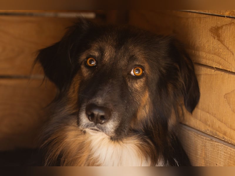 Bogo ♥️ ungeschliffener Schatz auf 4Pfoten