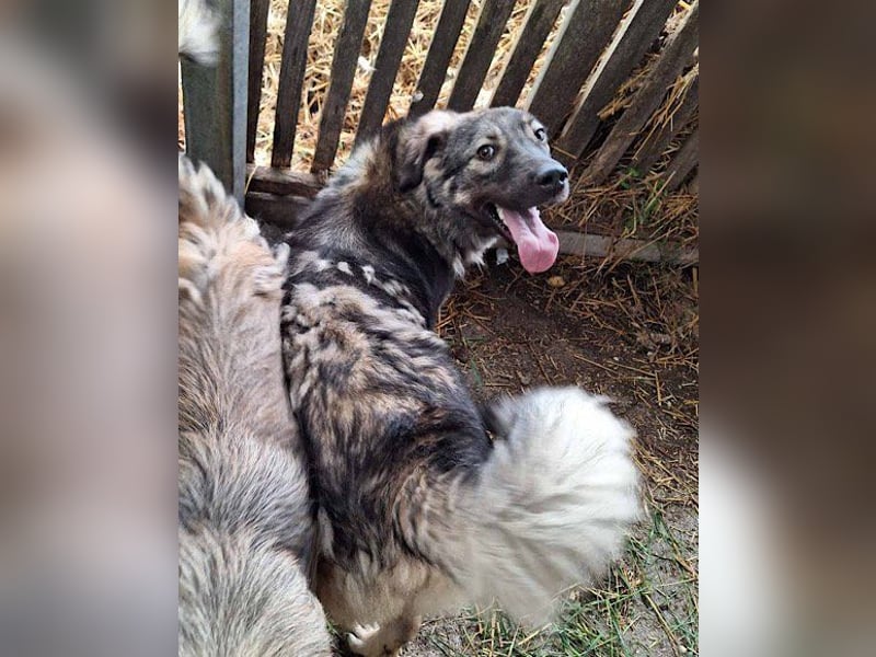 Zauberhafter Zorro- darf er einziehen?❤