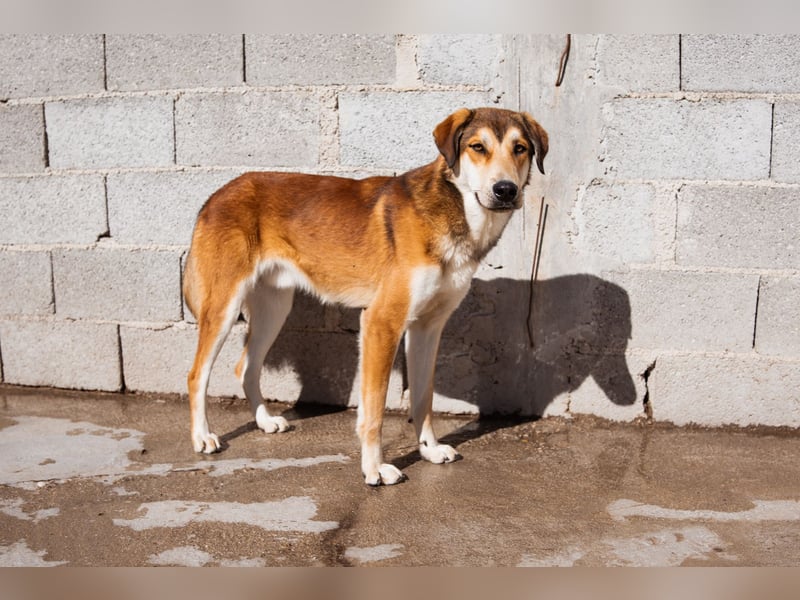 Luki ❤️ aufgeschlossener, lieber & verspielter Rüde!