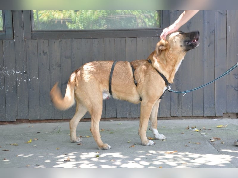 Jungrüde Mephisto - aktiv-schmusig = Familienhund