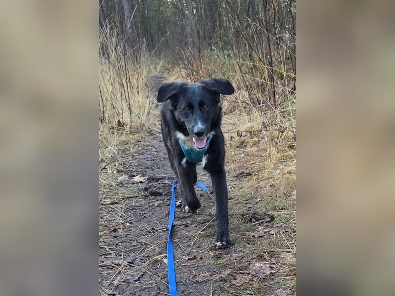 Sienna - fröhlicher Schäfi-Mix, wartet bereits in 45289 Essen