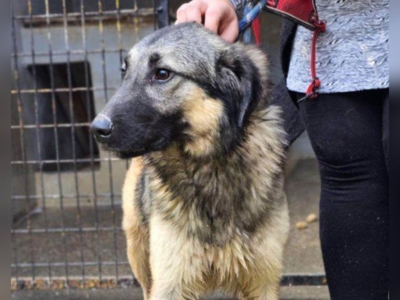 Schenkst du Buster ein tolles Zuhause?