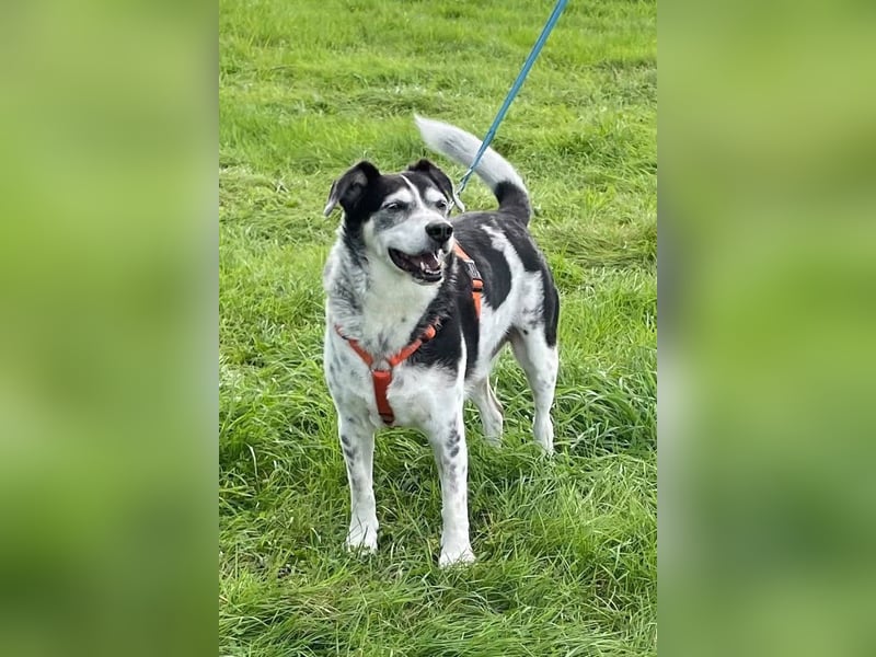 Liebster OldBoy ♥Rocky♥ wartet in 21640 Bliedersdorf auf sein so verdientes Lebensglück