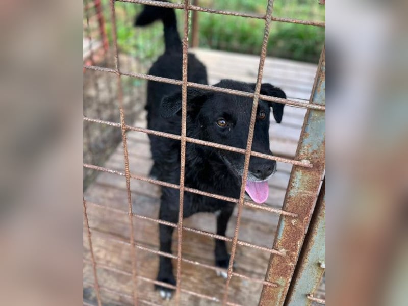 Toby ❤️ aktiver, aufgeweckter Hundeschatz