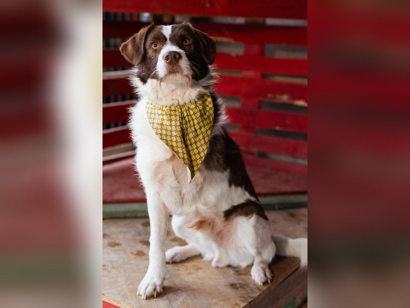 ♥ Šarenko ♥ toller, verschmuster 3-Beiner