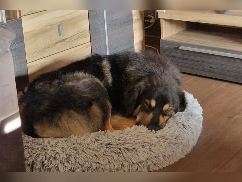 Aramis ❤️ wartet in 31812 Bad