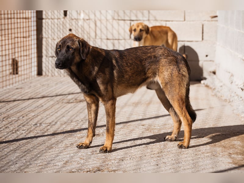 Kleiner, feiner Pico ❤️ sucht Schutz & Liebe Kleiner, feiner Pico ❤️ sucht Schutz & Liebe