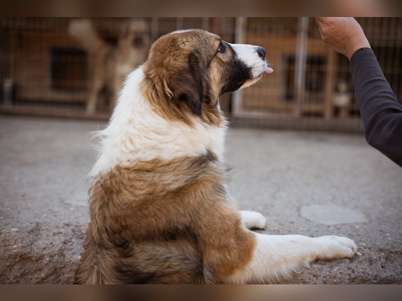 Energiebündel Jonesy - sucht Liebe und Halt Energiebündel Jonesy - sucht Liebe und Halt