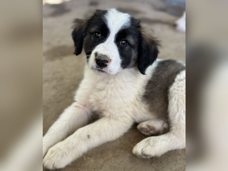 Lando, geb. ca. 02/2025, lebt in GRIECHENLAND, auf einer privaten Pflegestelle