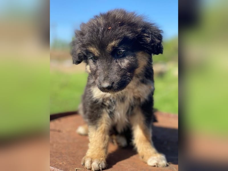 Sirius Black, geb. ca. 12/2023, lebt in GRIECHENLAND, im städt. Tierheim Serres