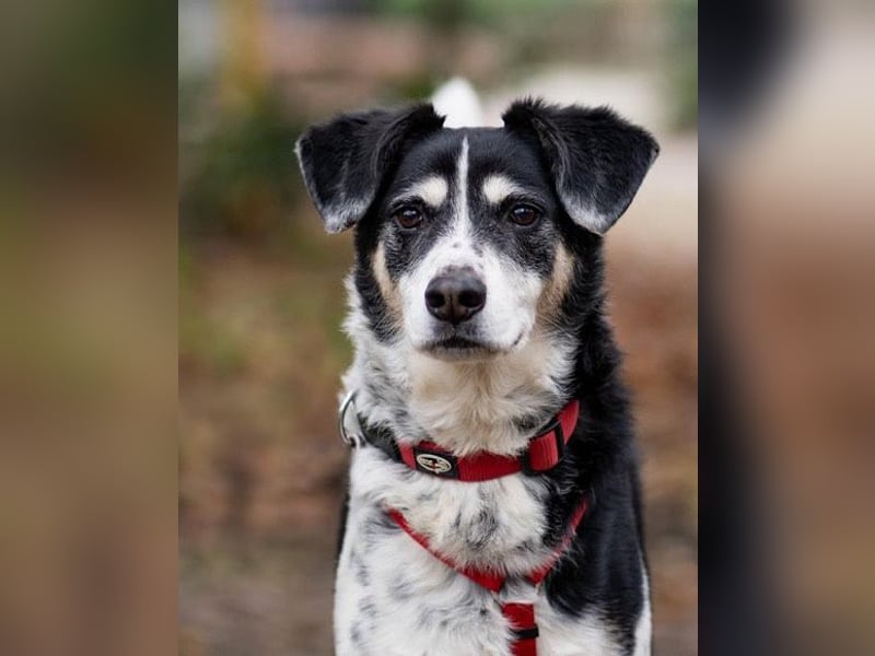 Liebster OldBoy ♥Rocky♥ wartet in 21640 Bliedersdorf auf sein so verdientes Lebensglück