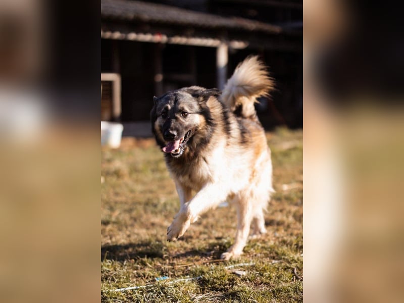 Schenkst Du Buster ein tolles Zuhause?