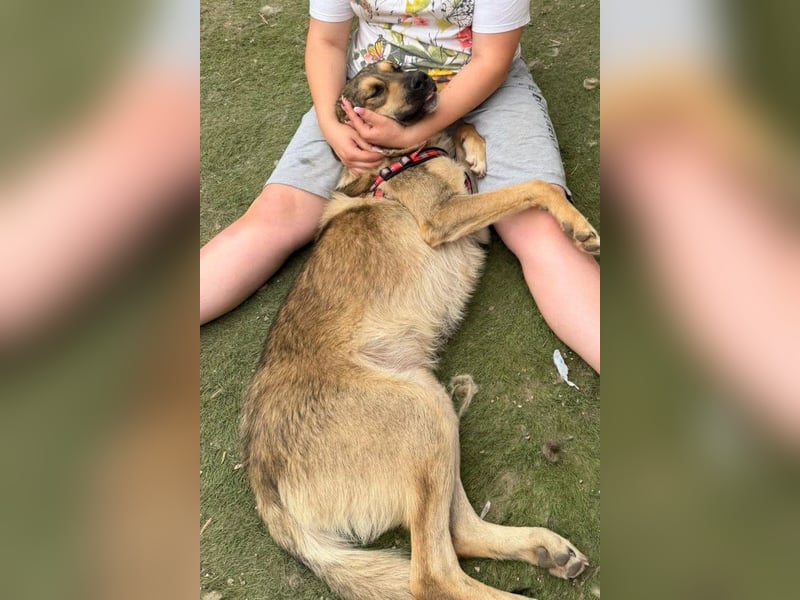 Mix-Rüde ♥Marco♥ ein Familienhund; ein Herz von Hund