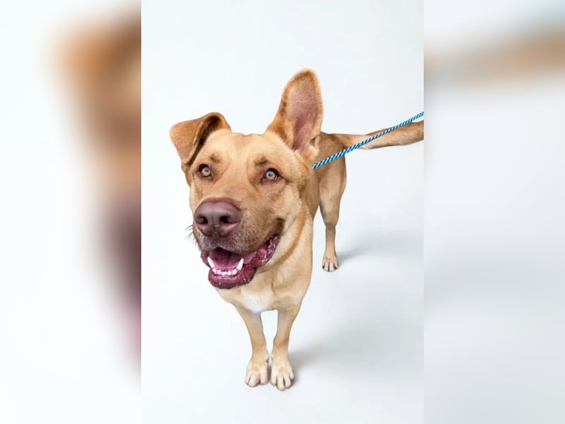 Guapo ❤️ verspielter, aktiver Rüde!