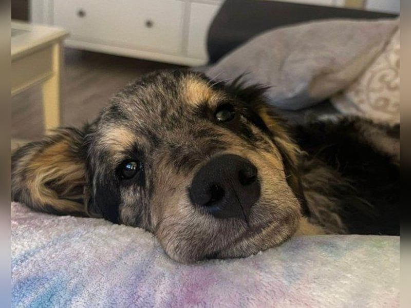 Sensibler Jungrüde ♥BALU♥ wartet bereits in 59174 Kamen auf seine eigene Familie