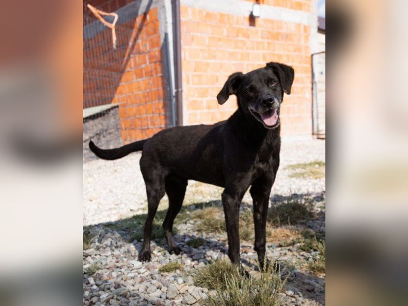 OldBoy ♥ Audi ♥ ein so lieber Schatz sucht sein verdientes Für-Immer-Körbchen