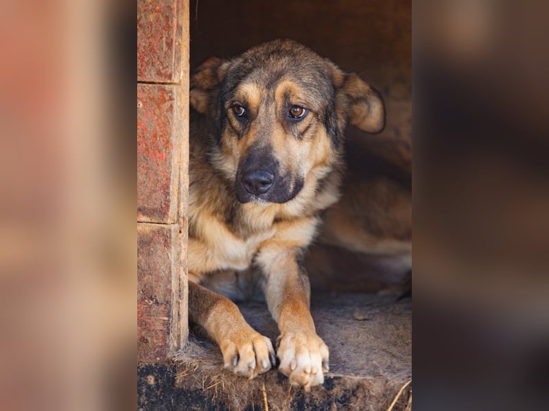 Mix-Rüde ♥Marco♥ ein Familienhund; ein Herz von Hund
