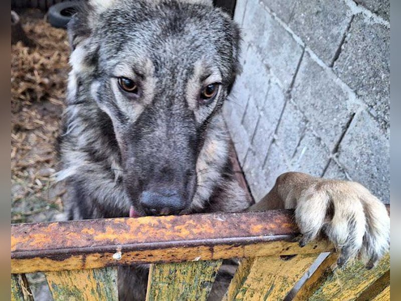 Zauberhafter Zorro-darf er einziehen? ❤