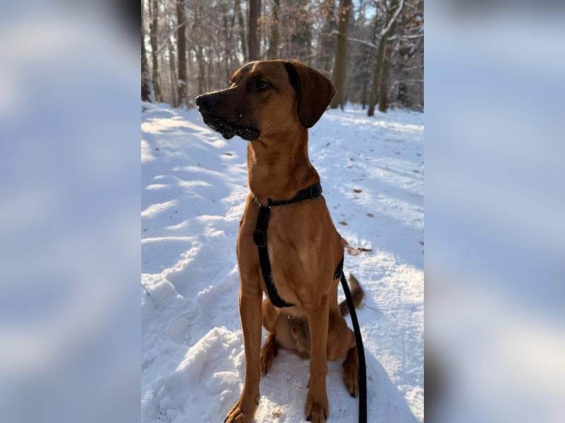 Notfell LASKO❤️in 22559 Hamburg, dringend Für-Immer-Zuhause gesucht