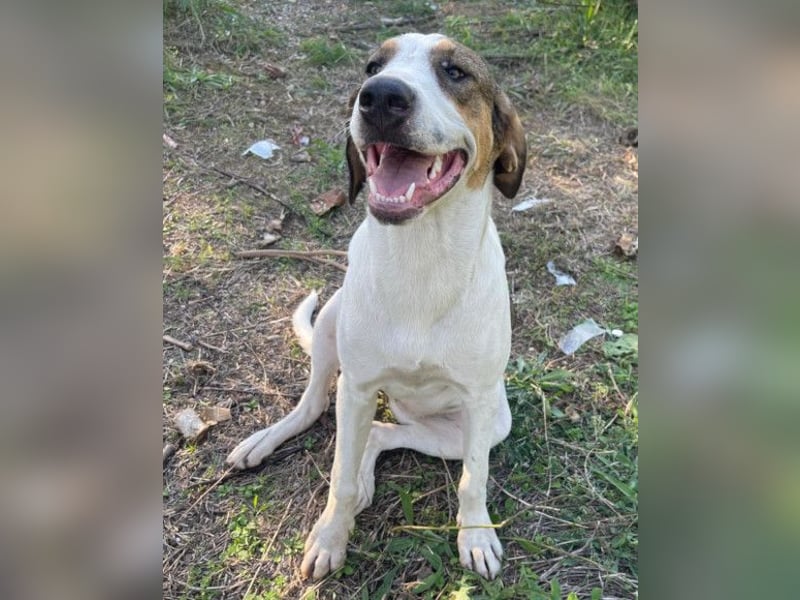 Nala ❤️ aktive, so verschmuste HSH-Mix Hündin