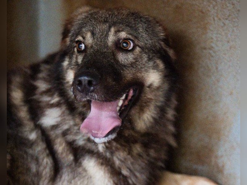 Zauberhafter Zorro-darf er einziehen? ❤