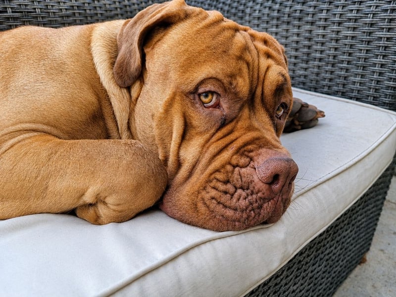 Deckrüde Bordeauxdogge × American Bulldog × Boxer Mix | 3 Jahre | 50 kg | 60 cm Schulterhöhe