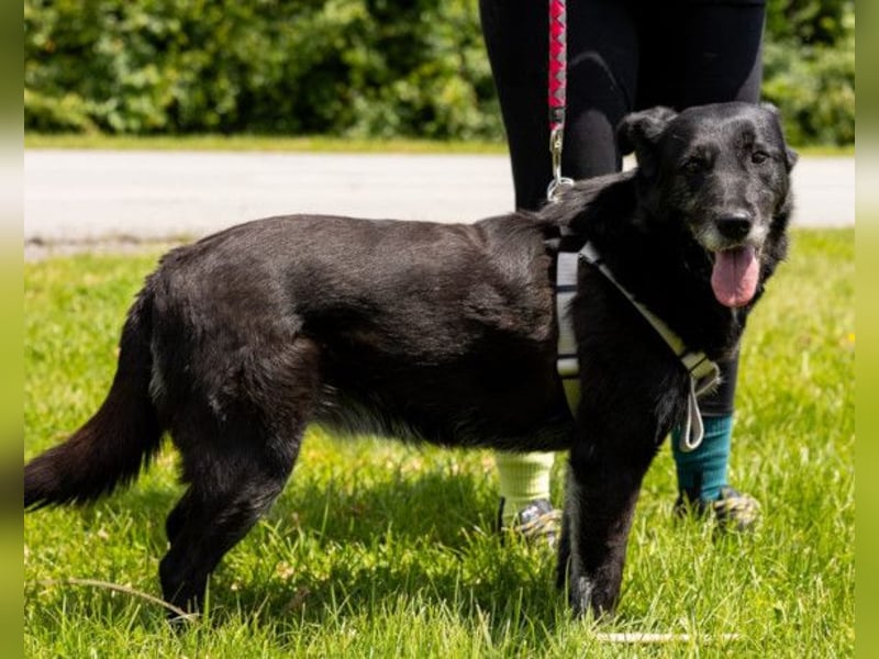 OldLady Gita ♥️ die pure Herzenshündin