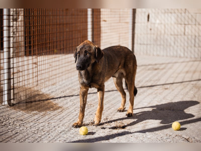 Kleiner, feiner Pico ❤️ sucht Schutz & Liebe Kleiner, feiner Pico ❤️ sucht Schutz & Liebe